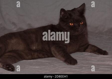 Die fette, feste graue Katze liegt mit einem nachdenklichen Gesicht. Gelb-orange Augen, flauschiger Bauch Stockfoto