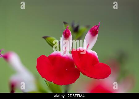 Makroaufnahme von heißen Lippen Salvia Blumen in Blüte Stockfoto