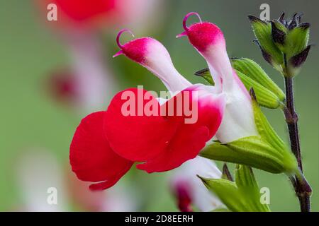 Makroaufnahme von heißen Lippen Salvia Blumen in Blüte Stockfoto