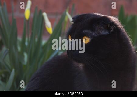 Eine niedliche ganz schwarze Schokolade junge gelb-Augen schottische Falte Katze Spaziergänge im Grünen. Inländische Kätzchen zu Fuß im Garten bei Sonnenuntergang. Schwarzes Fell eines Kätzchens schimmert in der Sonne. Stockfoto