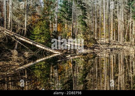 Boubin See. Spiegelung der Herbstbäume des Boubin Urwaldes, Sumava-Gebirge, Tschechische Republik.Wasserreservoir auf der Höhe von 925 m entfernt Stockfoto