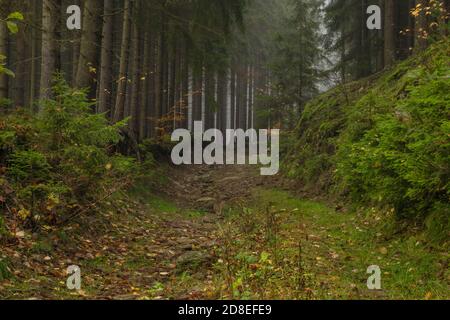 Dunkler Pfad im Wald mit Nebel und Farbe schön frisch Wald und Bäume in der Nähe von Utery Stadt Stockfoto