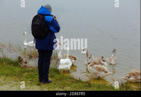 Ein kleiner Junge fotografiert die Natur im Park und Schwäne In der Nähe des Wassers Stockfoto