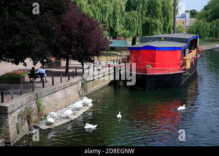 Schwäne am Zollhaus, Fluss Nene Damm, Peterborough City, Cambridgeshire, England, Großbritannien Stockfoto