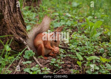 Flurry Eichhörnchen hält in seinen Pfoten eine große Walnuss sitzt auf grünem Gras im Wald. Sciurus, Tamiasciurus, Kiefernhörnchen Stockfoto