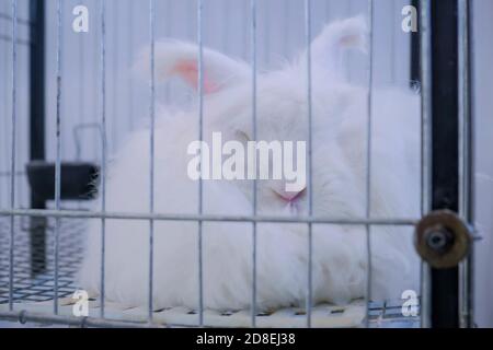 Flauschiges weißes Angora-Kaninchen, das im Käfig auf der landwirtschaftlichen Tierausstellung, auf der Heimtiermesse, auf dem Markt ruht - Nahaufnahme. Landwirtschaft, Landwirtschaft Stockfoto