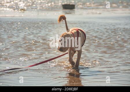 cocker Spaniel Haustier in einem roten Kragen läuft entlang der flachen Fluss. Lustige Hund mit großen Ohren und Schwanzbürste. Outdoor-Aktivitäten in einem angenehmen Sommerabend Stockfoto