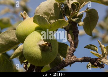 Unreife grüne Äpfel auf einem Baumzweig, Nahaufnahme auf einem Hintergrund von blauem Himmel. Öko-Naturkost, saftige Früchte. Zutat zum Kochen von Lebensmitteln. Bio-Anbau, traditioneller Anbau, Gartenarbeit. Vegane vegetarische Rohkost. Stockfoto