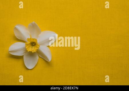narcissus daffodil Blütenstand auf hellgelb. Frühling farbenfroher Hintergrund mit Platz für Ihre Texte. Vorlage leer für Frühlingskarten und Banner Stockfoto