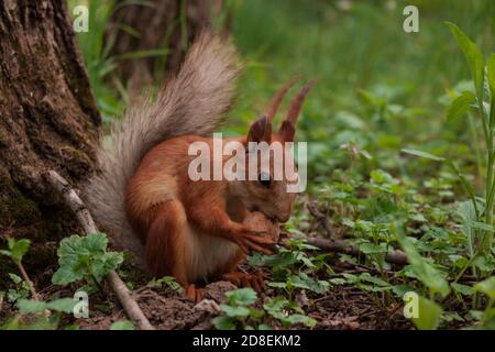 Flurry Eichhörnchen hält in seinen Pfoten eine große Walnuss sitzt auf grünem Gras im Wald. Sciurus, Tamiasciurus, Kiefernhörnchen Stockfoto