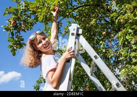 Junges lächelndes Mädchen streckt die Hand zum hängenden roten Apfel, stehend auf Leiter, gelehnt an Baumstamm, blauer Himmel Stockfoto