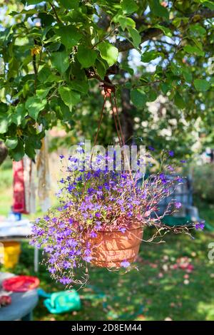 Petunien im hängenden Topf, Korb mit Blumen auf Apfelbaum im Garten Stockfoto