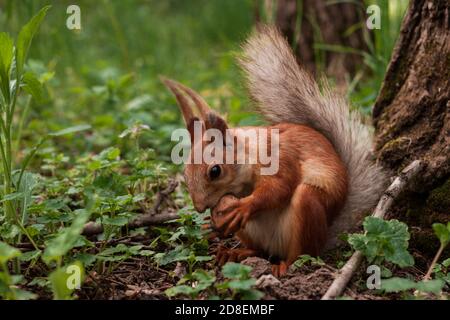Flurry Eichhörnchen hält in seinen Pfoten eine große Walnuss sitzt auf grünem Gras im Wald. Sciurus, Tamiasciurus, Kiefernhörnchen Stockfoto