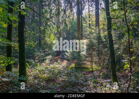 Eine schöne Aussicht auf einen Platz im Wald. Mit Sonnenlicht, das durch schöne grüne Bäume scheint. Stockfoto