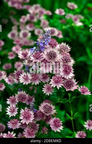 Astrantia major roma, Masterwort, Masterworts, rosa Blumen, Blume, Blüte, Pflanzenporträts, Stauden, RM Floral Stockfoto