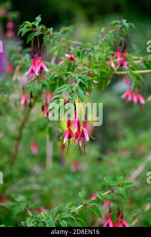 Fuchsia magellanica Lady Bacon, Fuchsia Lady Bacon, Hardy fuchsia, rot rosa weiße Blumen, Blume, Blüte, RM Blumen Stockfoto