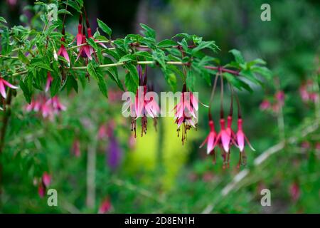 Fuchsia magellanica Lady Bacon, Fuchsia Lady Bacon, Hardy fuchsia, rot rosa weiße Blumen, Blume, Blüte, RM Blumen Stockfoto