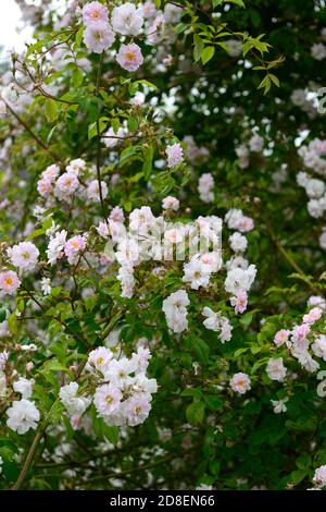 Rosa Pauls Himalaya Moschus, Klettern, Kletterer, Rose, Rosen, Rosa, Blumen, Blume, Blüte, sehr groß, kräftig, Laub wandernde Rose, kleine voll doppelt, Ro Stockfoto