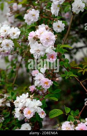 Rosa Pauls Himalaya Moschus, Klettern, Kletterer, Rose, Rosen, Rosa, Blumen, Blume, Blüte, sehr groß, kräftig, Laub wandernde Rose, kleine voll doppelt, Ro Stockfoto