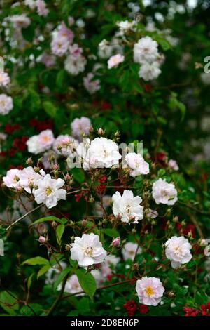 Rosa Pauls Himalaya Moschus, Klettern, Kletterer, Rose, Rosen, Rosa, Blumen, Blume, Blüte, sehr groß, kräftig, Laub wandernde Rose, kleine voll doppelt, Ro Stockfoto