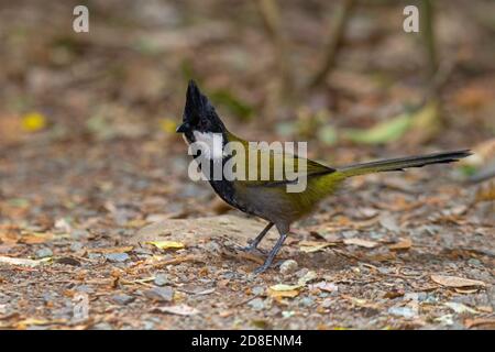 Eastern Whipbird Psophodes olivaceus O'Reilly's Rainforest Retreat, Queensland, Australien 10 November 2019 Erwachsene Psophodidae Stockfoto