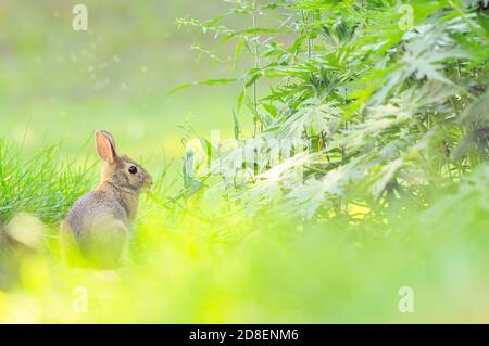 Östlichen Cottontail Kaninchen (Sylvilagus Floridanus) Stockfoto