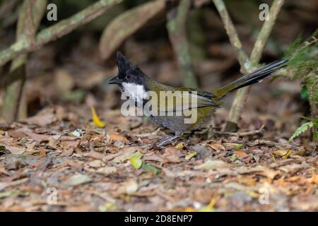 Eastern Whipbird Psophodes olivaceus O'Reilly's Rainforest Retreat, Queensland, Australien 10 November 2019 Erwachsene Psophodidae Stockfoto