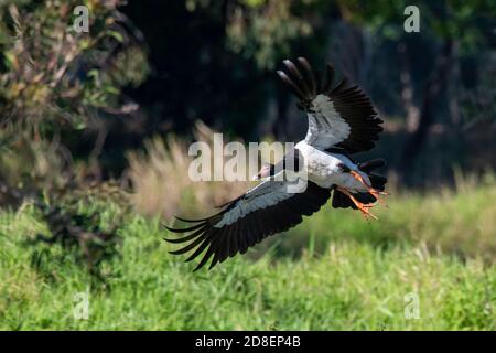 Elster-Gänse Anseranas semipalmata Brisbane, Queensland, Australien 8. November 2019 Erwachsener im Flug. Anseranatidae Stockfoto