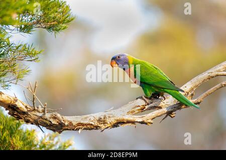 Rainbow Lorikeet Trichoglossus moluccanus Hervey Bay, Queensland, Australien 8. November 2019 Erwachsene Psittaculidae Stockfoto