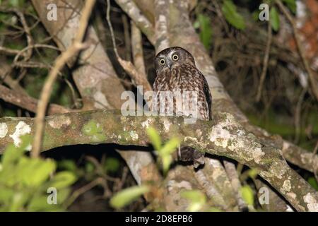 Southern Boobook Ninox Boobook O'Reilly's Rainforest Retreat, Queensland, Australien 10 November 2019 Erwachsene Strigidae Stockfoto