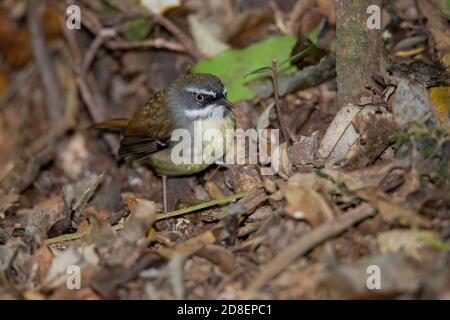 White-Browned Scrubwren Sericornis frontalis O'Reilly's Rainforest Retreat, Queensland, Australien 10 November 2019 Erwachsene Acanthizidae Stockfoto