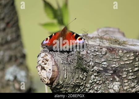 Der schöne Pfauenschmetterling mit leuchtend samtroten, violetten Flügeln sitzt an einem sonnigen Sommertag auf dem Stumpf vor dem Hintergrund der grünen Entenklau. Stockfoto