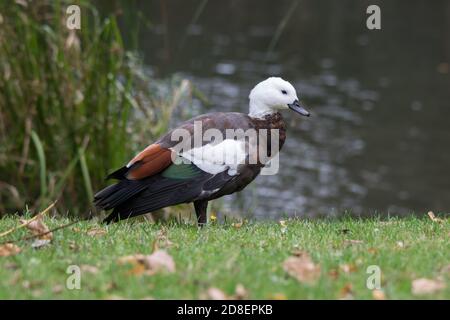 Die Paradise Shelduck (Tadorna variegata) ist eine große Gänseente, die in Neuseeland endemisch ist. Stockfoto