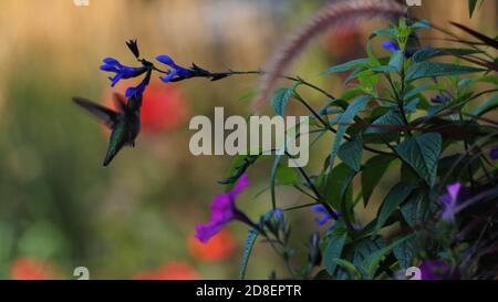 Rubinkehliger Kolibri, der Nektar aus der Salvia des schwarzen Ritters schlürft Stockfoto