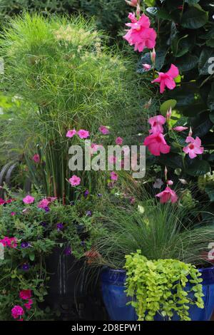 Kobaltblaue Gartenkeramik gefüllt mit dem Thriller, Price tut Papyrus, kalkfarbenen schleichenden jenny als spiller und rosa Petunien als Füllstoff Stockfoto