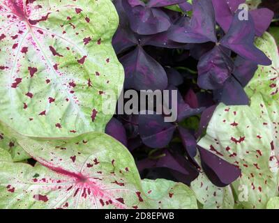 Closeup geschlossene Schamhacken mit Caladium in einem Gartenbehälter innen Der Schatten Stockfoto