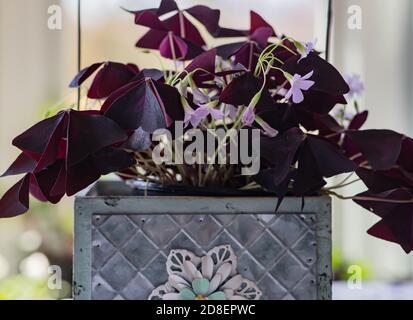 Closeup geschlossene Schamhacken mit schönen kleinen Lavendel Glocke wie Blumen In einem silbernen quadratischen Behälter Stockfoto