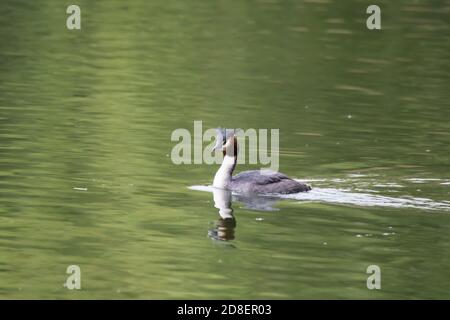 Ein australasiatischer Haubentaucher (Podiceps cristatus) schwimmt auf einem neuseeländischen See. Stockfoto