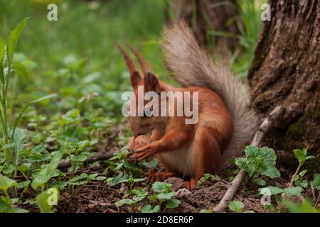 Flurry Eichhörnchen hält in seinen Pfoten eine große Walnuss sitzen Auf grünem Gras im Wald Stockfoto