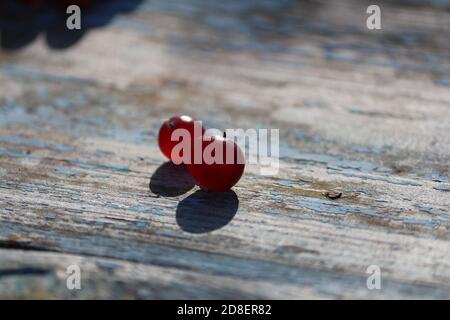 Zwei rote transparente Preiselbeeren glühen im Sonnenlicht auf einer alten Holzfläche, die an einem klaren Herbsttag im Freien blau gestrichen ist. Vaccinium oxycoccos. Stockfoto