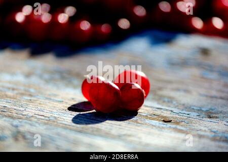 Vier rote transparente Preiselbeeren glühen im Sonnenlicht auf einer alten, blau lackierten Holzoberfläche an einem klaren Herbsttag im Freien. Vaccinium oxycoccos. Stockfoto