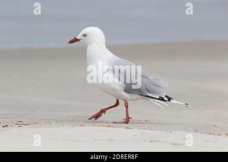Die Rotschnabelmöwe (Chroicocephalus novaehollandiae scopulinus), einst auch als Makrelenmöwe bekannt, stammt aus Neuseeland. Stockfoto
