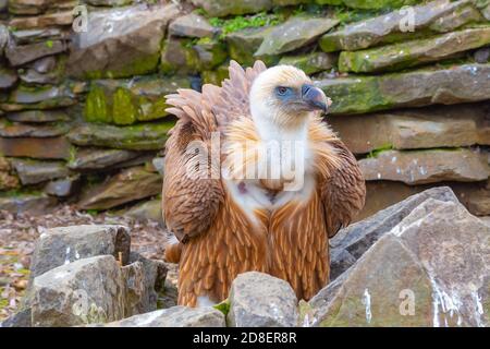 Ein Raubvogel, auf dem ein Weißkopfgeier sitzt Die Felsen Stockfoto