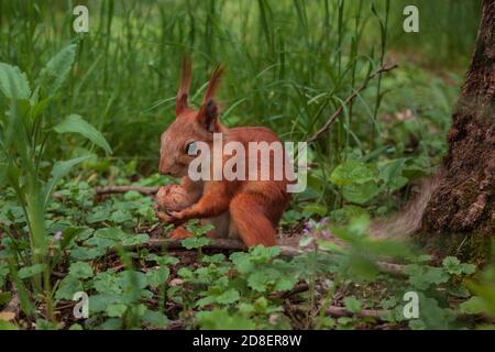 Flurry Eichhörnchen hält in seinen Pfoten eine große Walnuss sitzen Auf grünem Gras im Wald Stockfoto