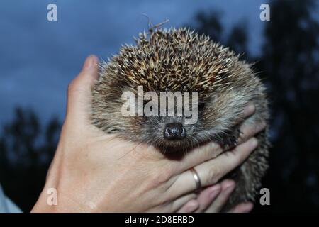 Ein Igel mit spitzen grau-braunen Nadeln und einer nassen schwarzen Nase in weiblichen Händen Nahaufnahme. Nördlicher Weißbrustigel oder Erinaceus roumanicus. Stockfoto