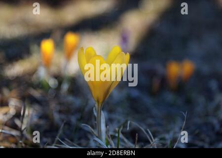 Gelbe Krokusse auf dem Rasen an einem Frühlingsmorgen im Sonnenlicht. Frühlingslandschaft. Stockfoto