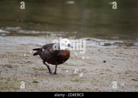 Die Paradise Shelduck (Tadorna variegata) ist eine große Gänseente, die in Neuseeland endemisch ist. Stockfoto