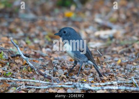 Südinsel Robin (Petroica australis) Stockfoto