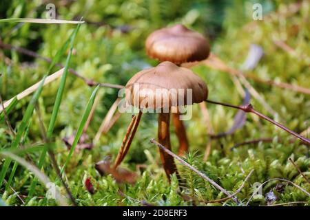 Braune Honigpilze auf einer grünen Wiese zwischen Moos und Gras an einem sonnigen Herbsttag. Horizontal. Herbst natürlicher Hintergrund. Stockfoto