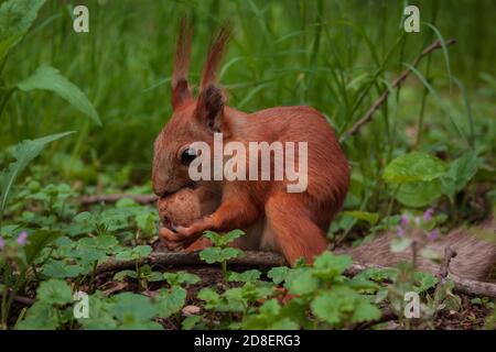 Flurry Eichhörnchen hält in seinen Pfoten eine große Walnuss sitzen Auf grünem Gras im Wald Stockfoto